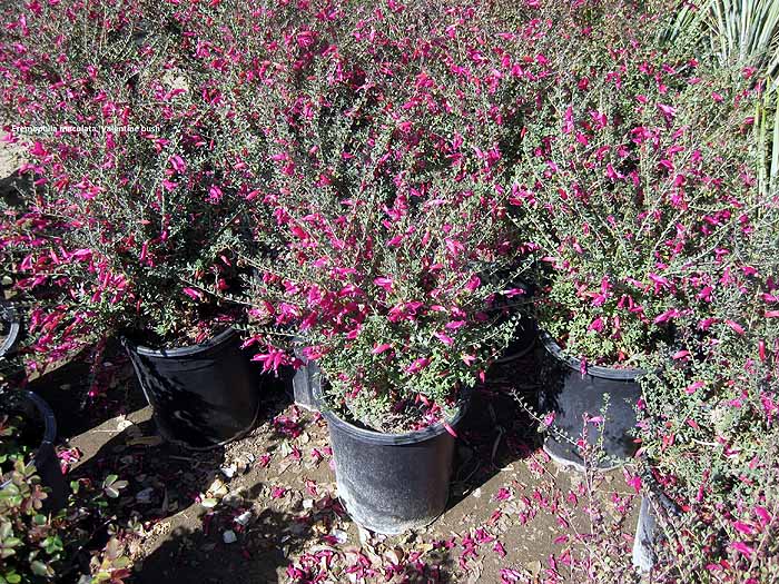 Eremophila maculata